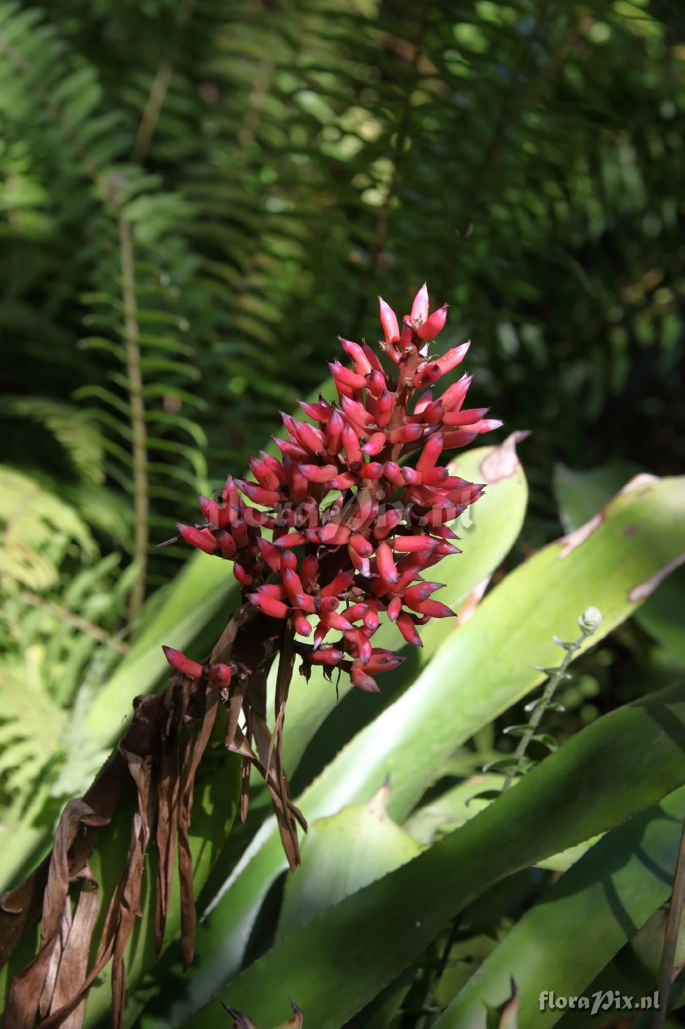 Aechmea melinonii