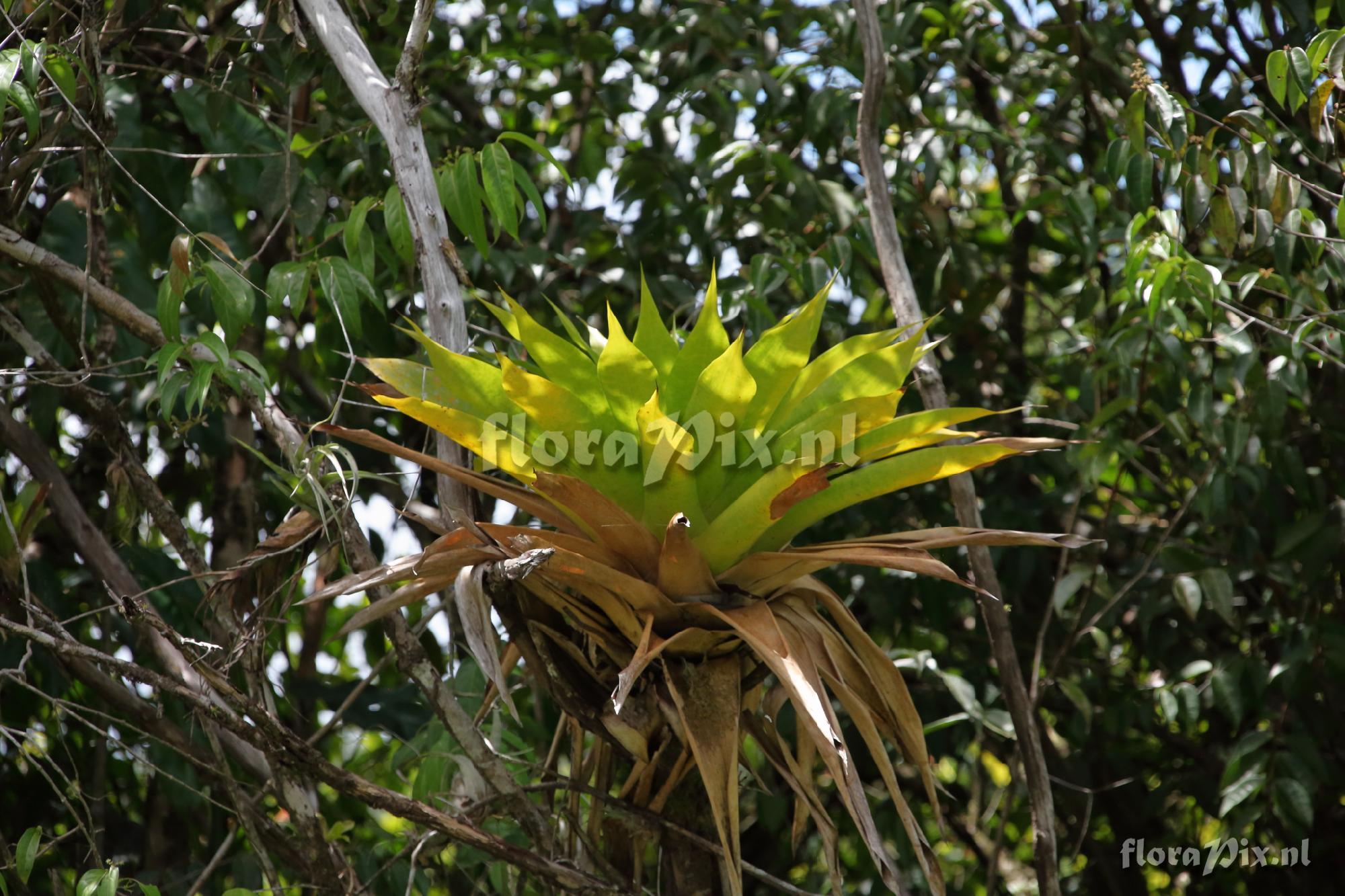 Guzmania?