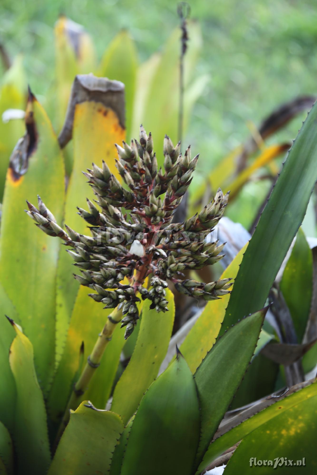 Aechmea sp.