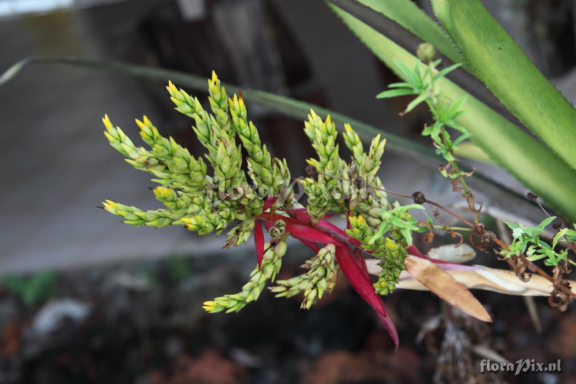 Aechmea lanjouwii