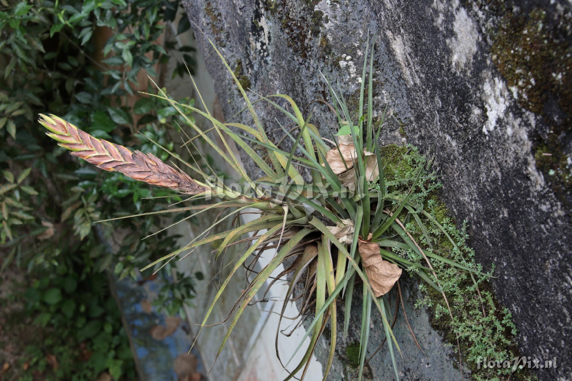 Tillandsia fasciculata