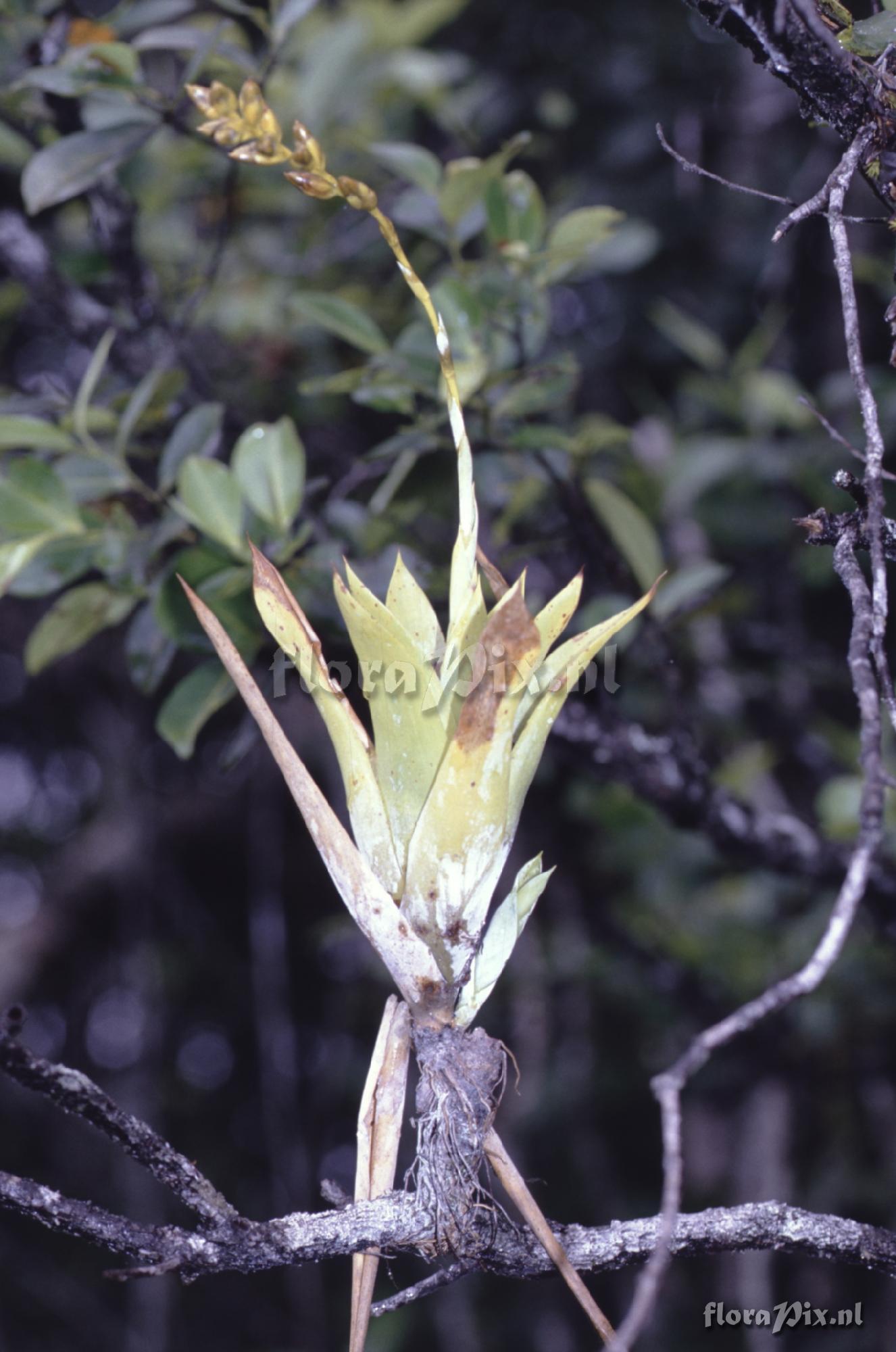 Catopsis cf. berteroniana