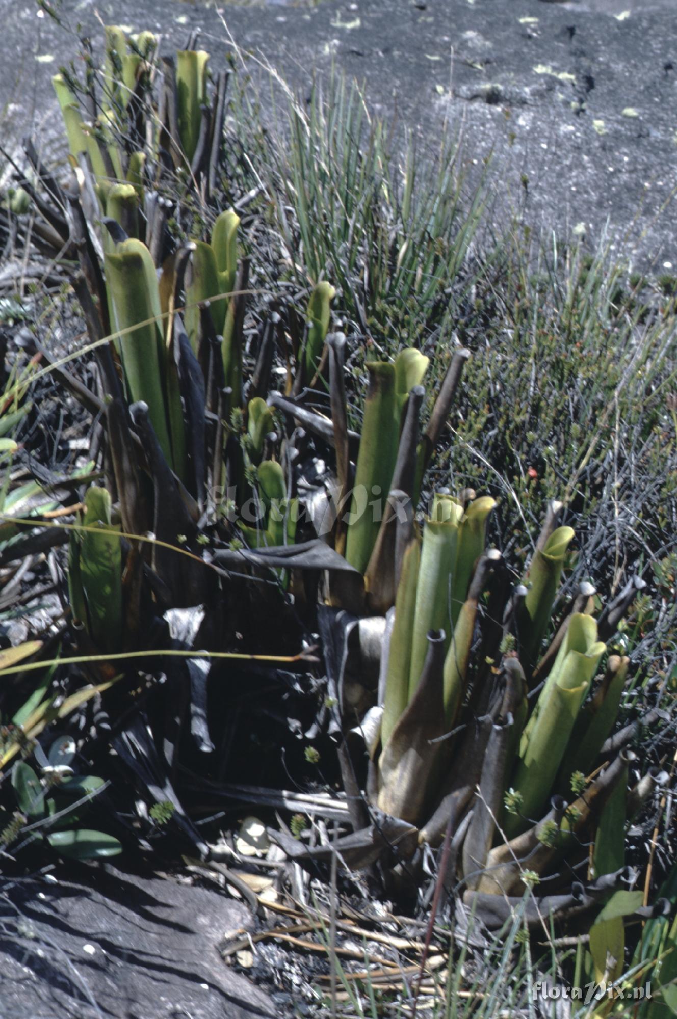 Brocchinia reducta