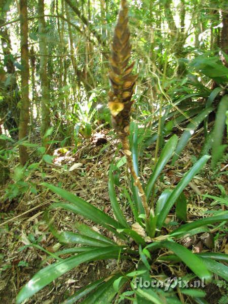 Werauhia gladioliflora