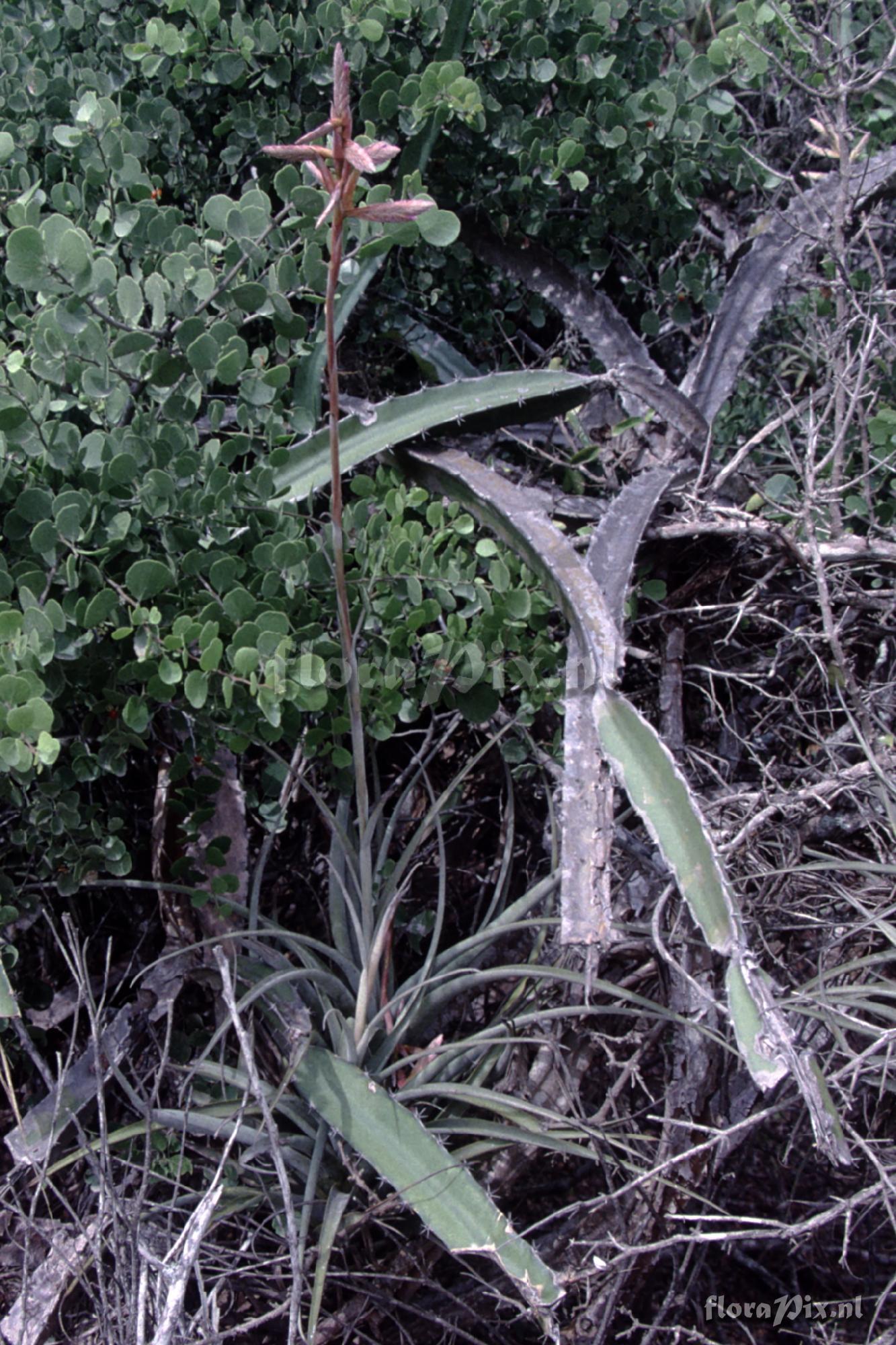 Tillandsia sp.