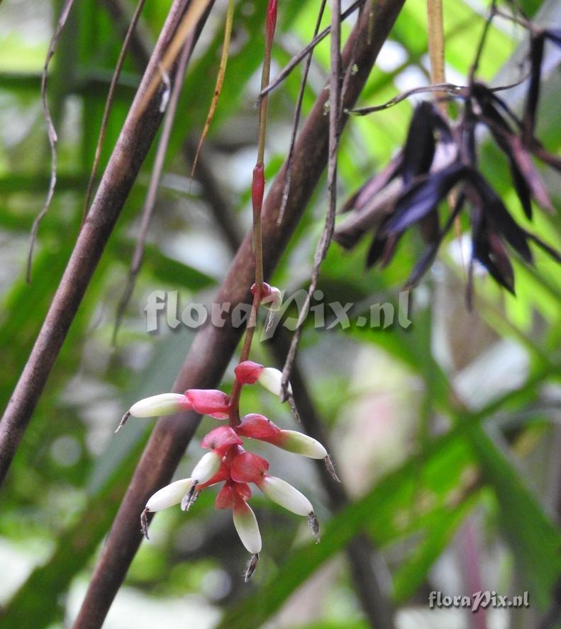 Guzmania filicaulis