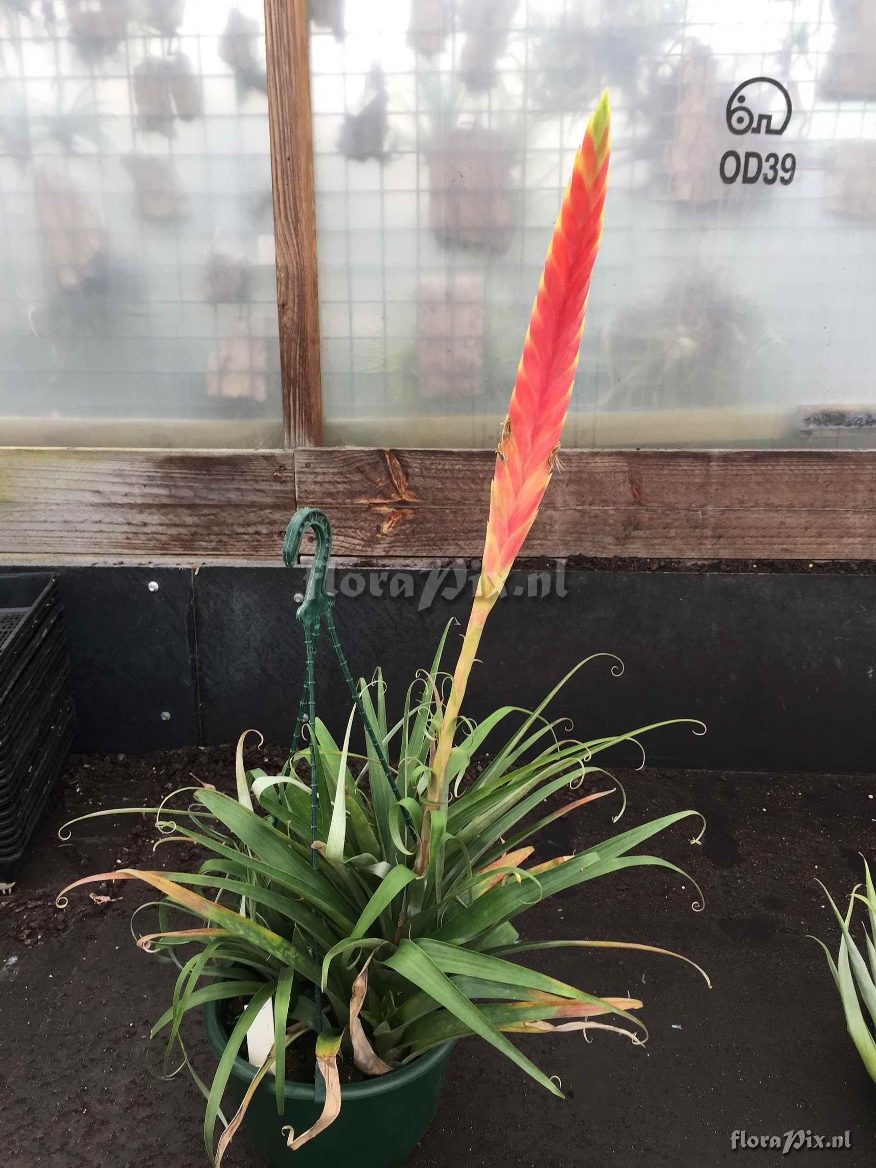 Tillandsia kretzii,verapazana,nervata?