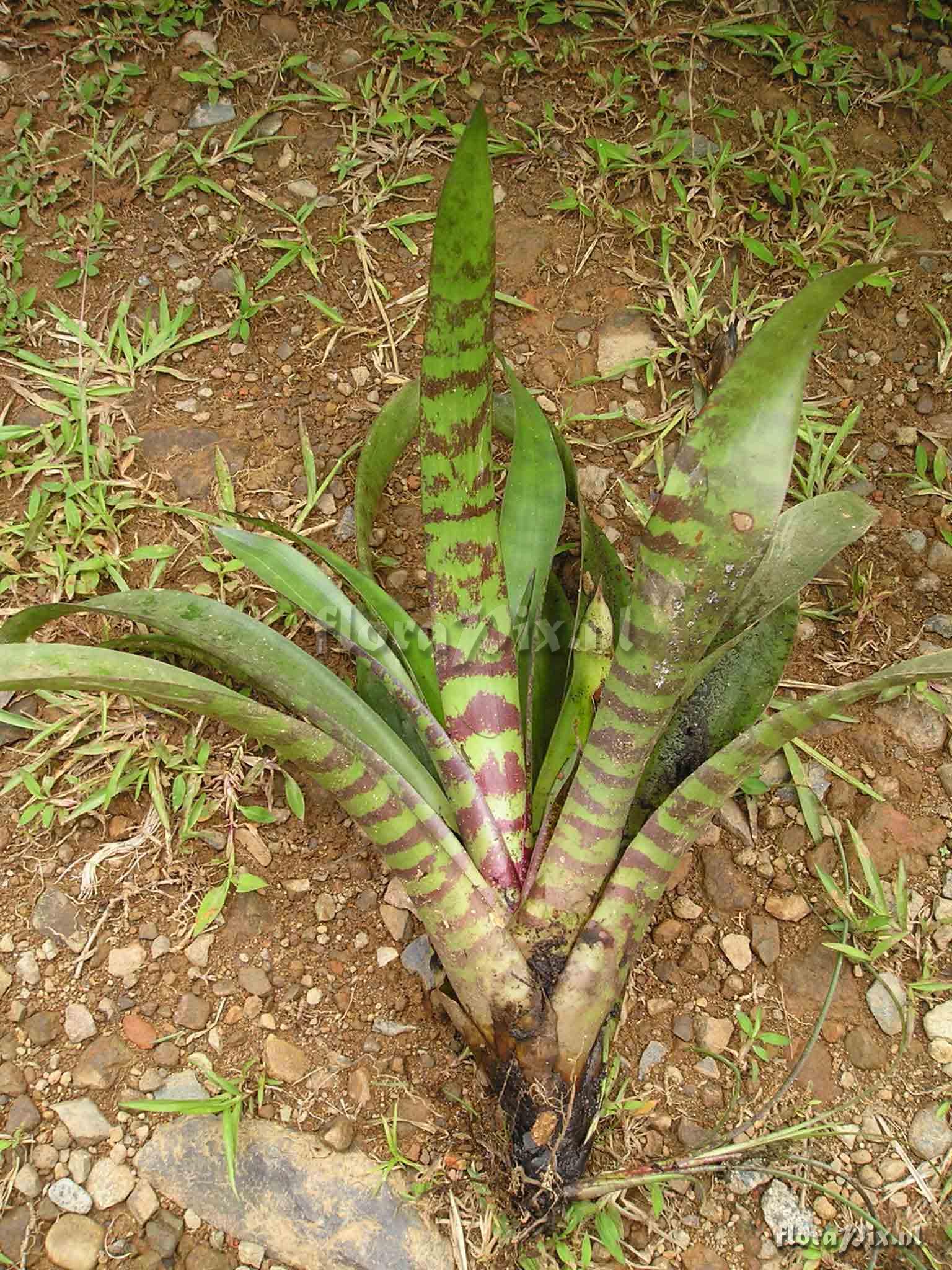 Werauhia vittata