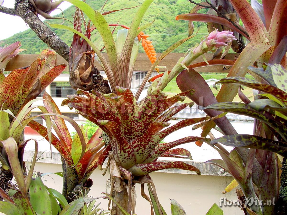 Tillandsia biflora (Colombia)