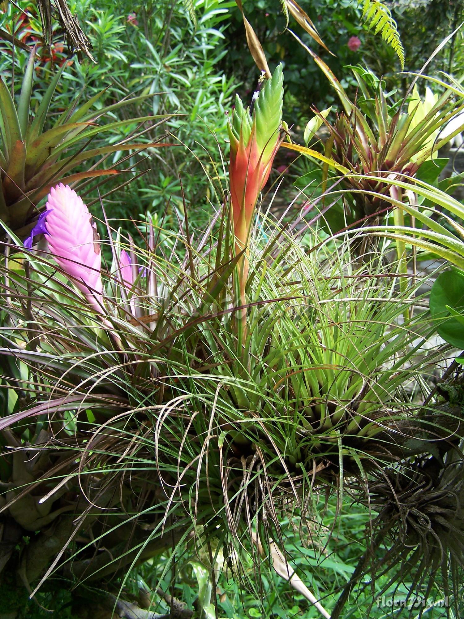 Tillandsia punctulata