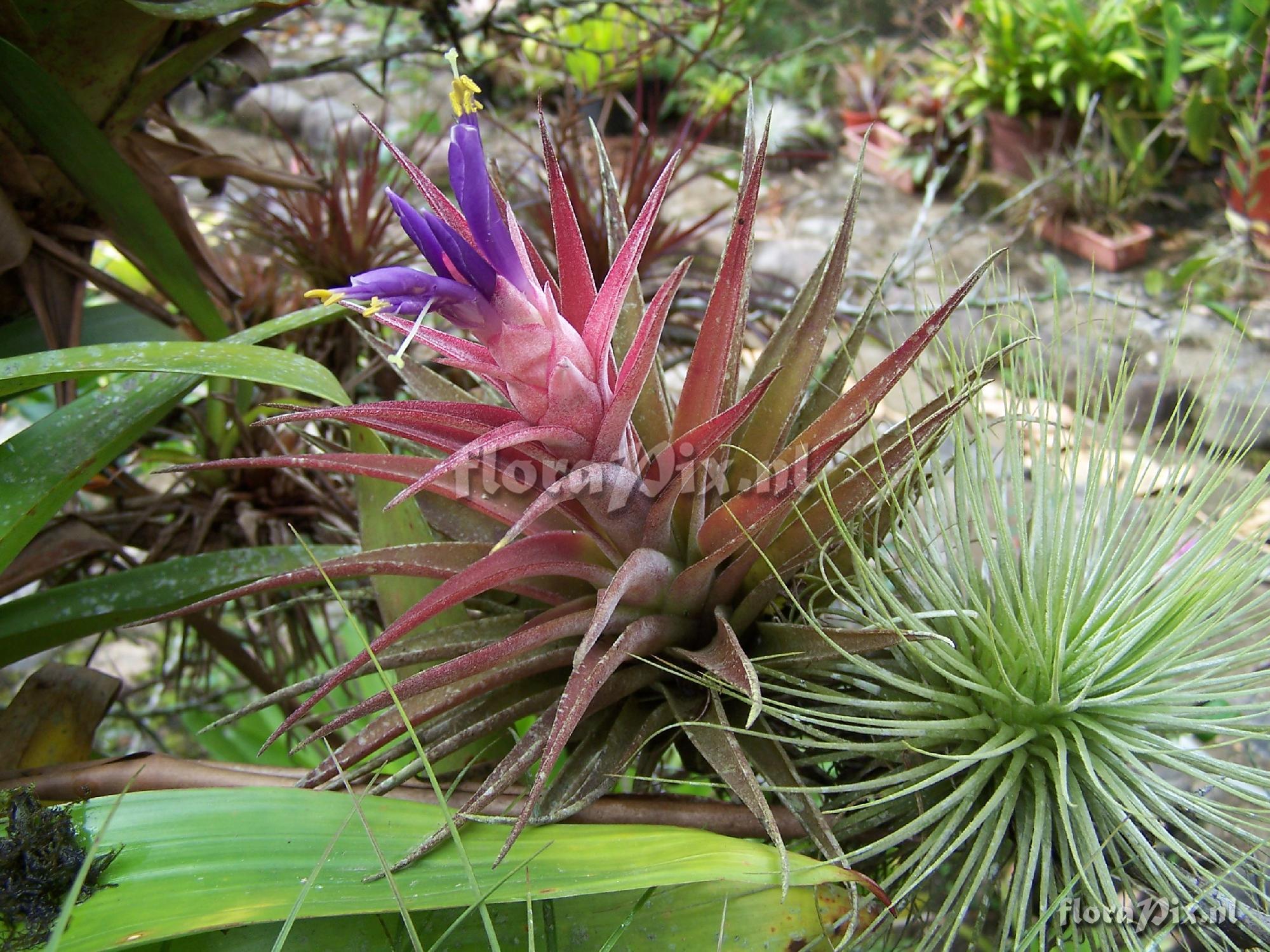 Tillandsia hondurensis