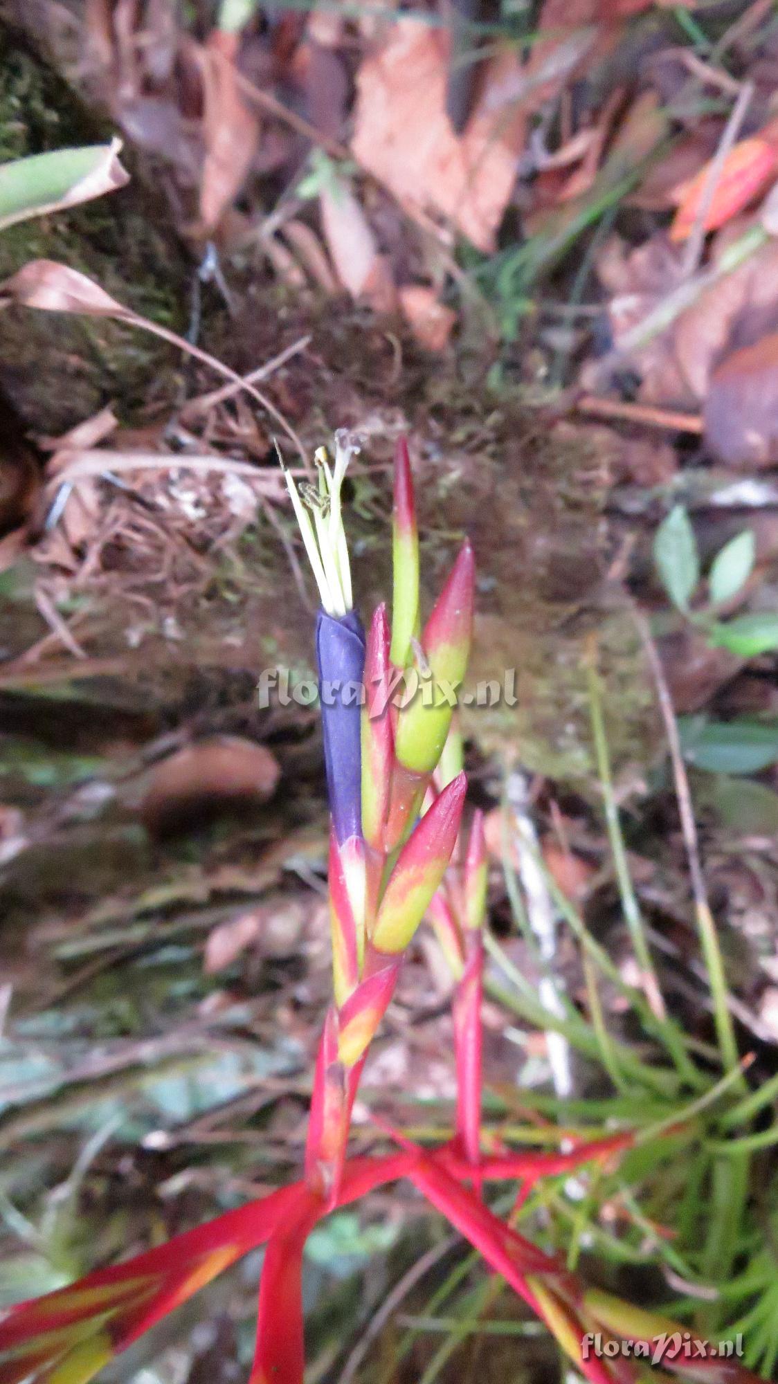 Tillandsia kirchhoffiana