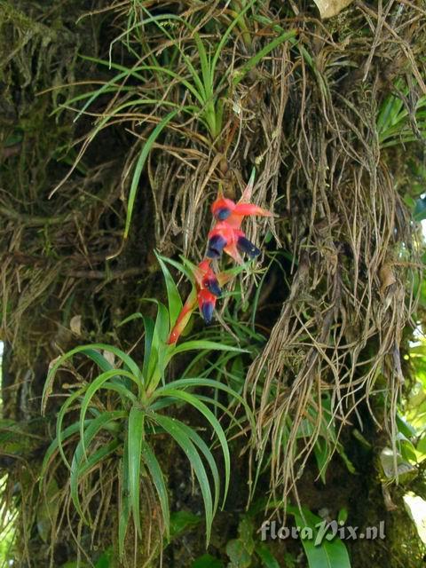 Werauhia insignis