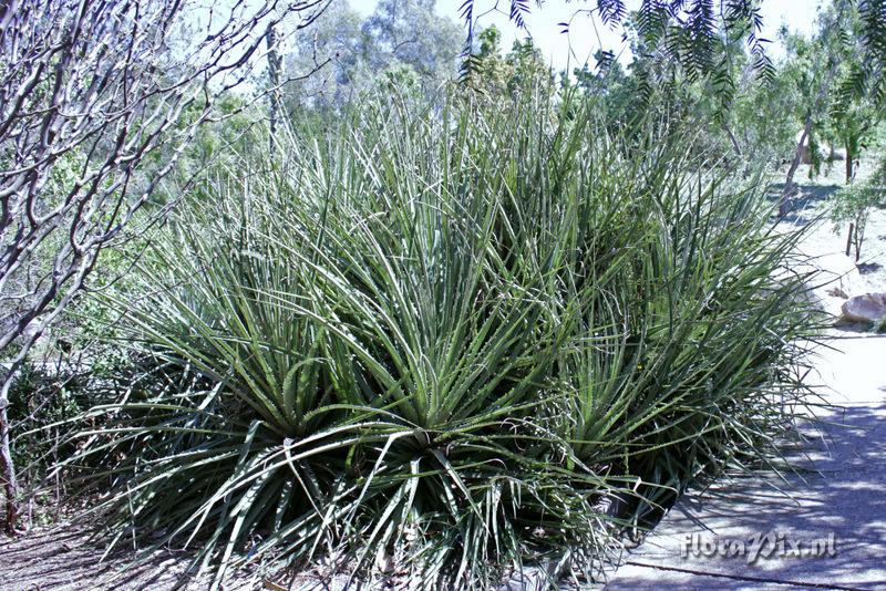 Puya chilensis