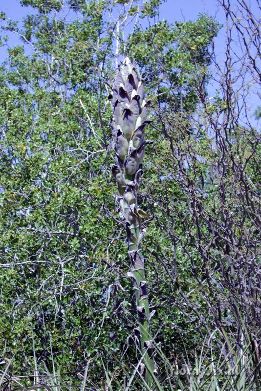 Puya chilensis