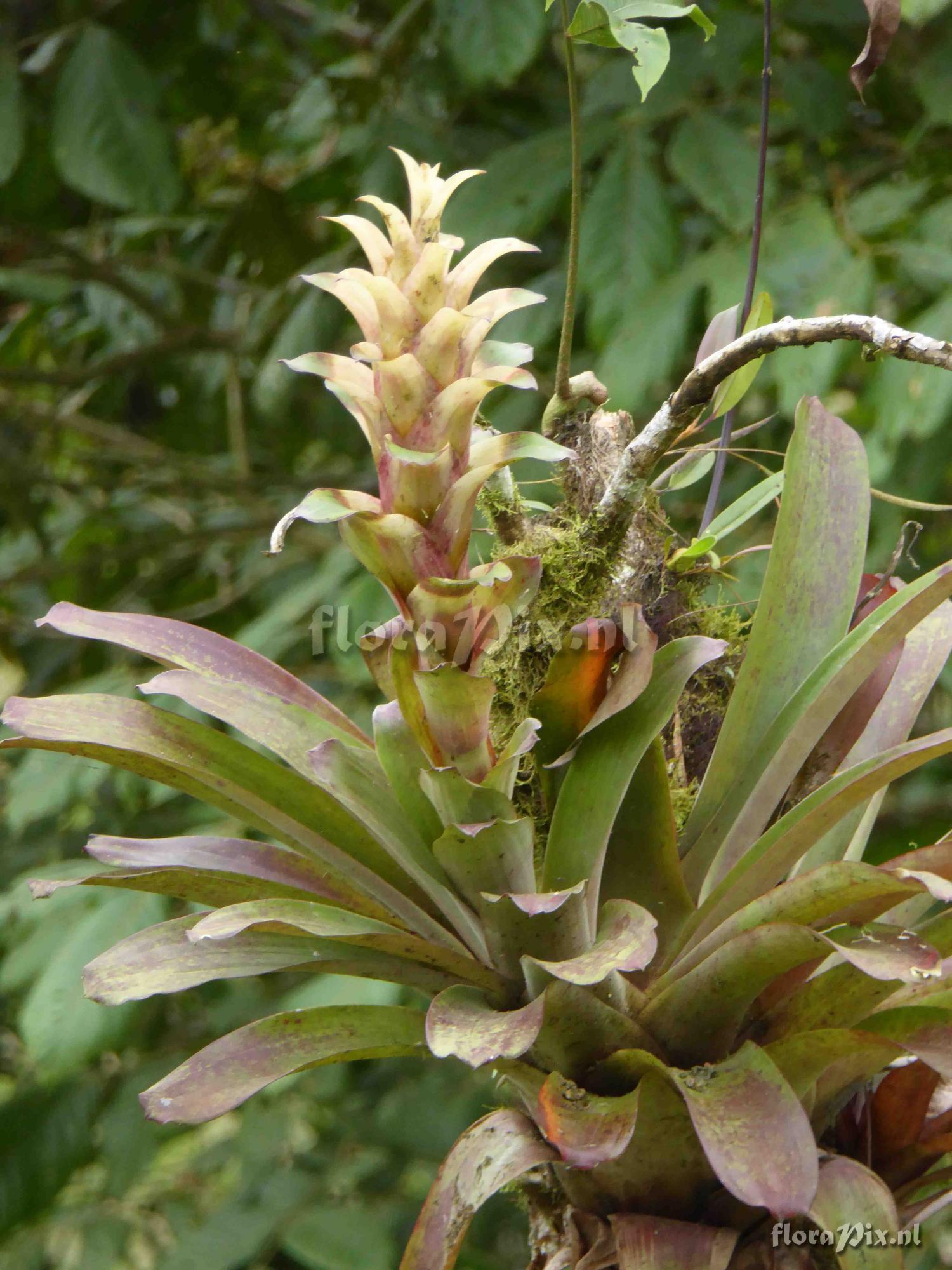 Guzmania sp. ?