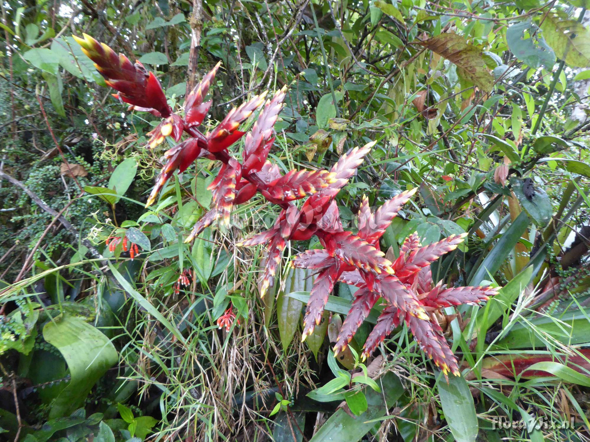 Tillandsia sp