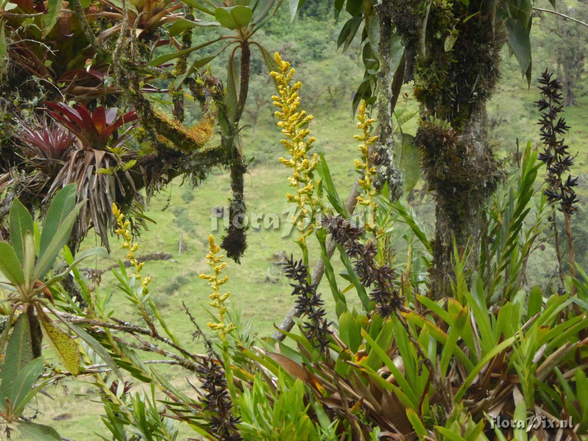 Guzmania multiflora