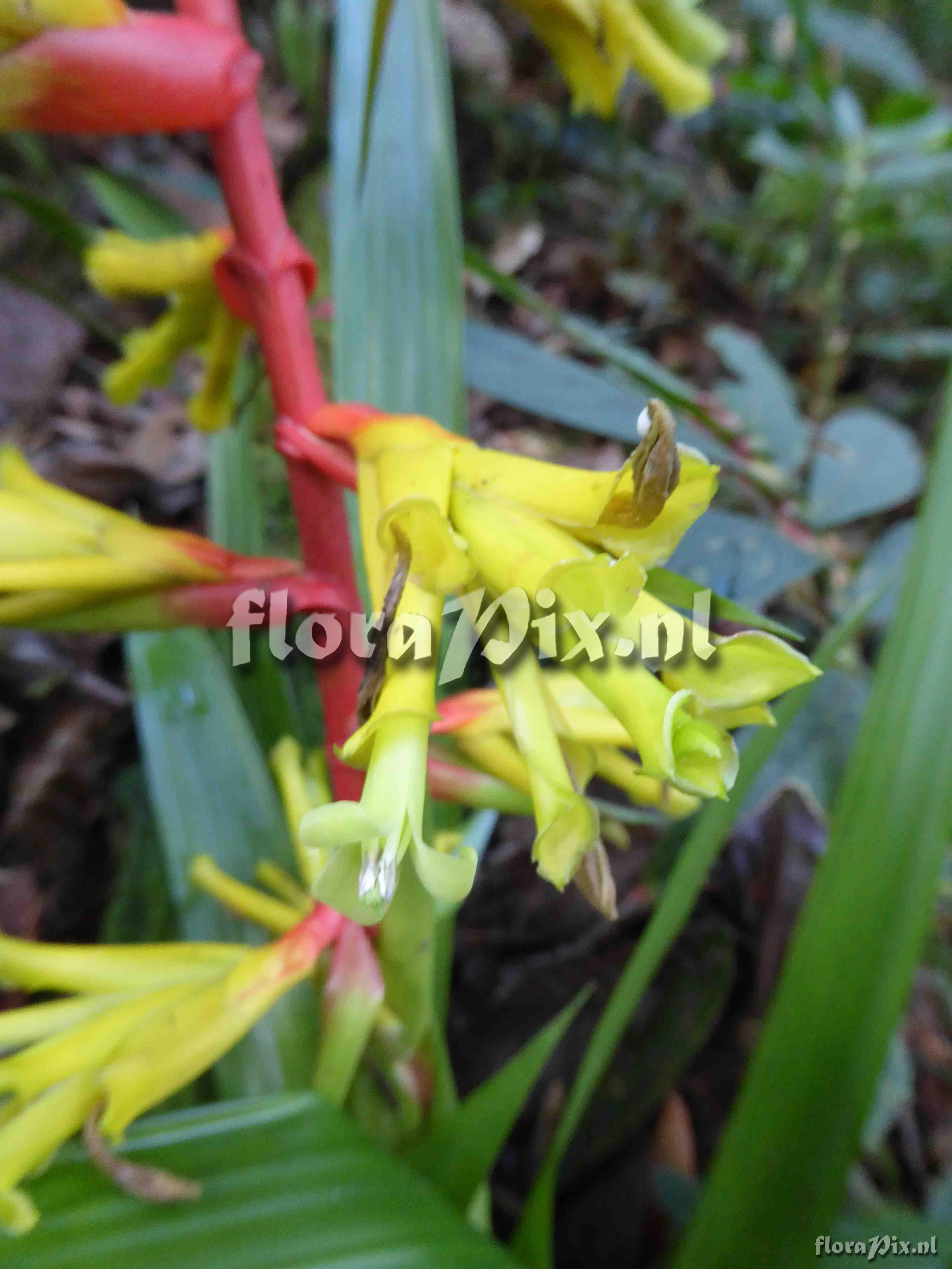 Guzmania xanthobractea