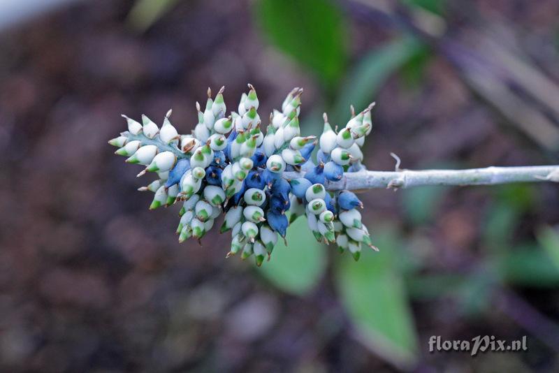 Aechmea angustifolia