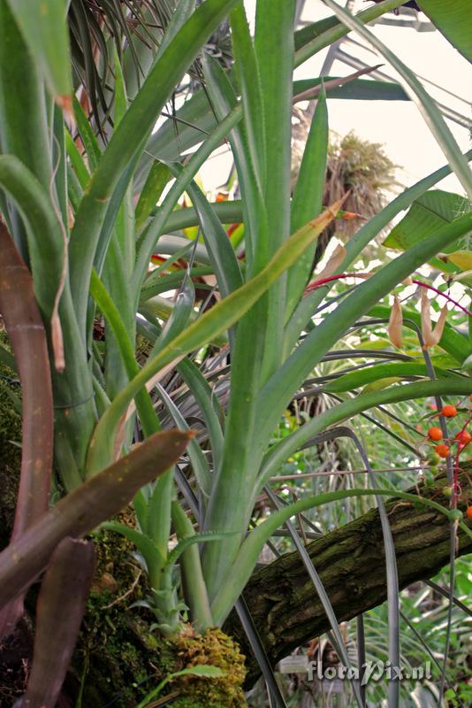 Billbergia viridiflora