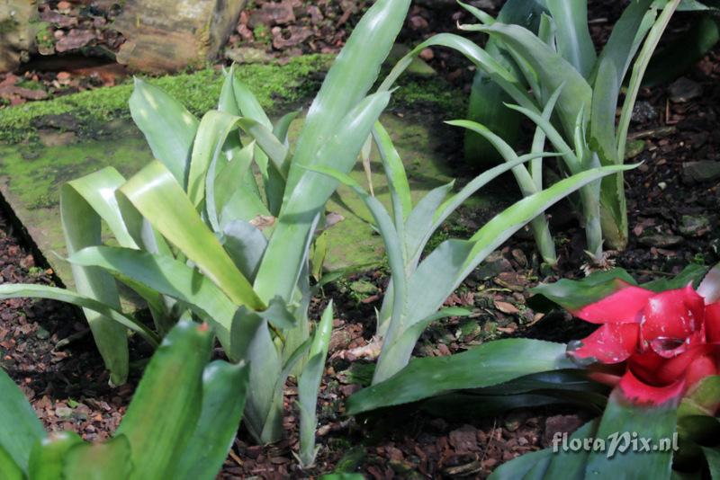 Billbergia pohliana