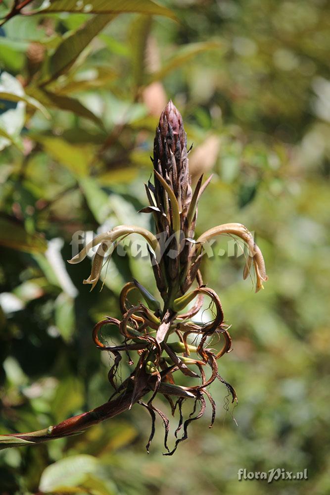 Pitcairnia fusca