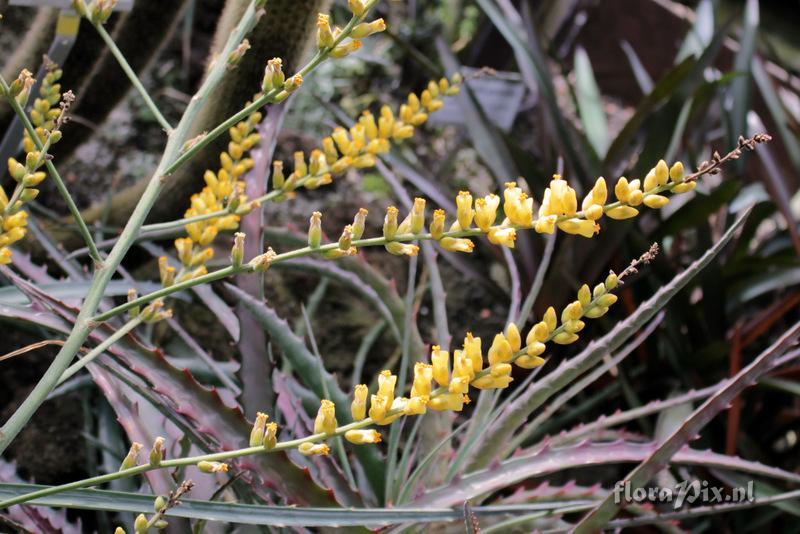 Dyckia velascana