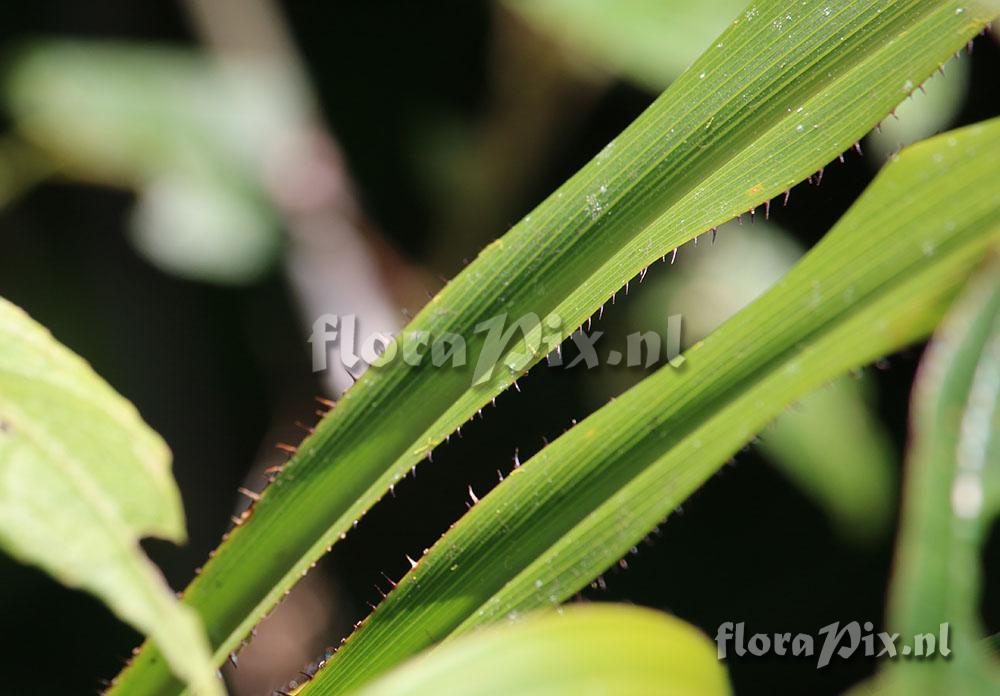 Pitcairnia fusca