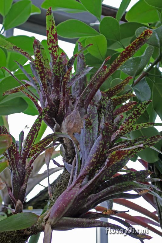 Neoregelia chlorosticta