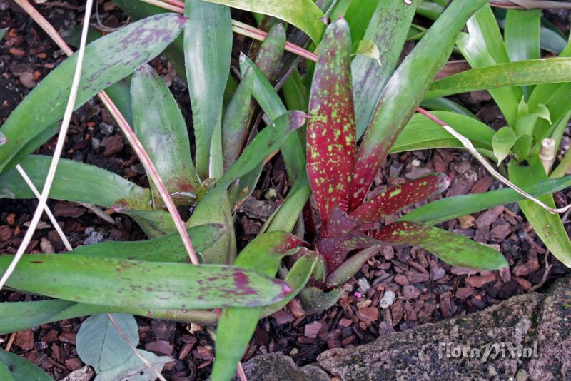 Neoregelia lillyae var. lillyae