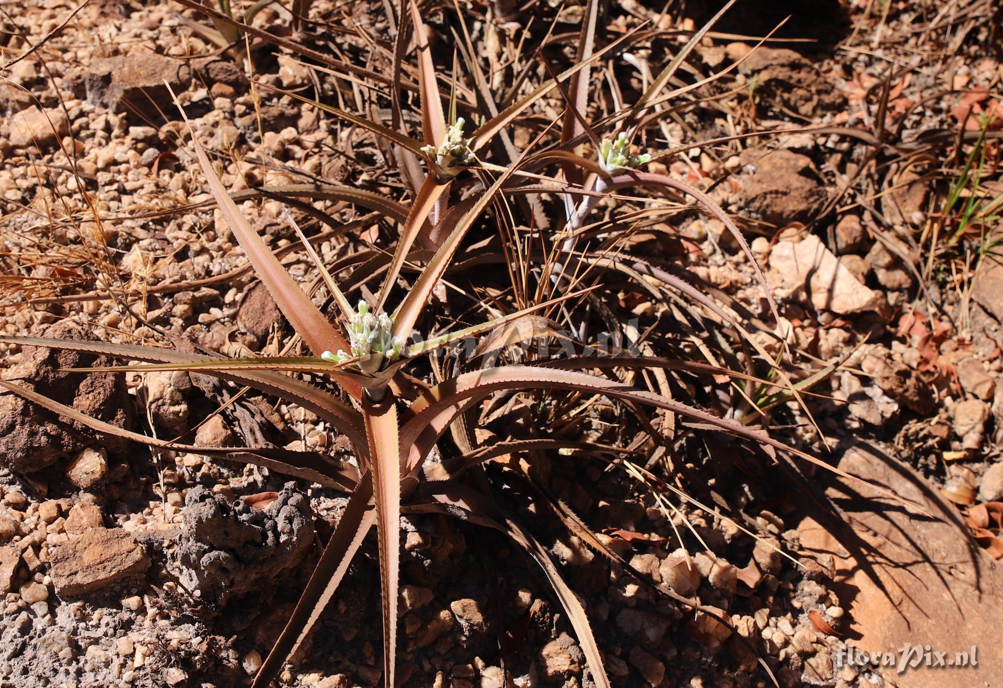 Orthophytum diamantinense