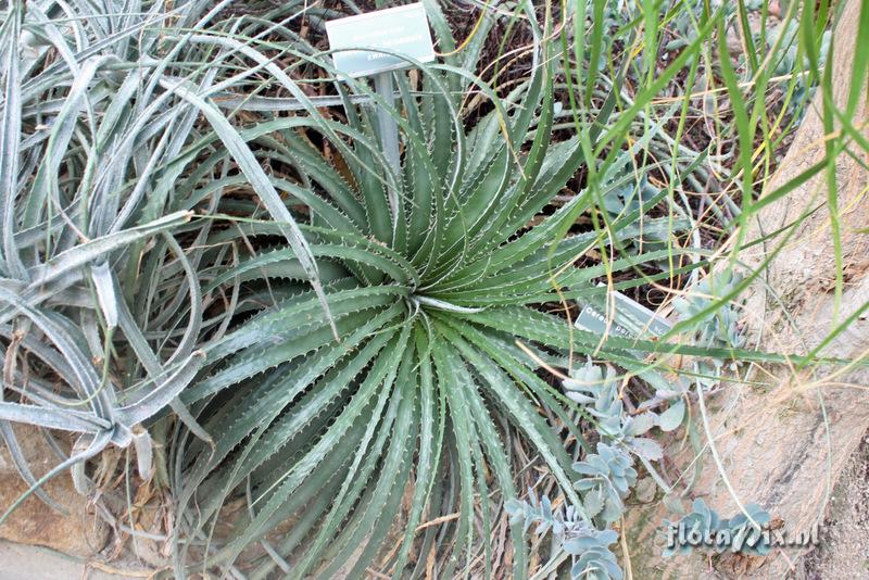 Hechtia texensis