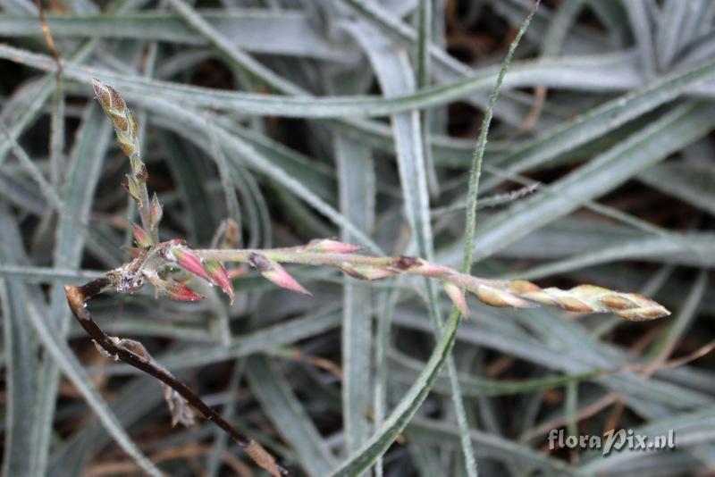 Hechtia tillandsioides