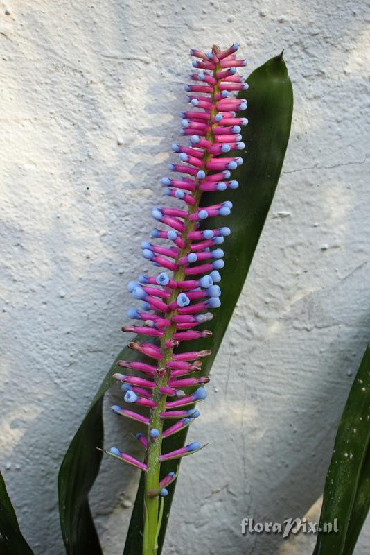 Aechmea gamosepala