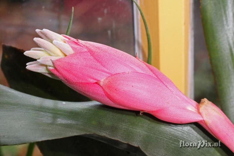 Billbergia euphemiae var. euphemiae
