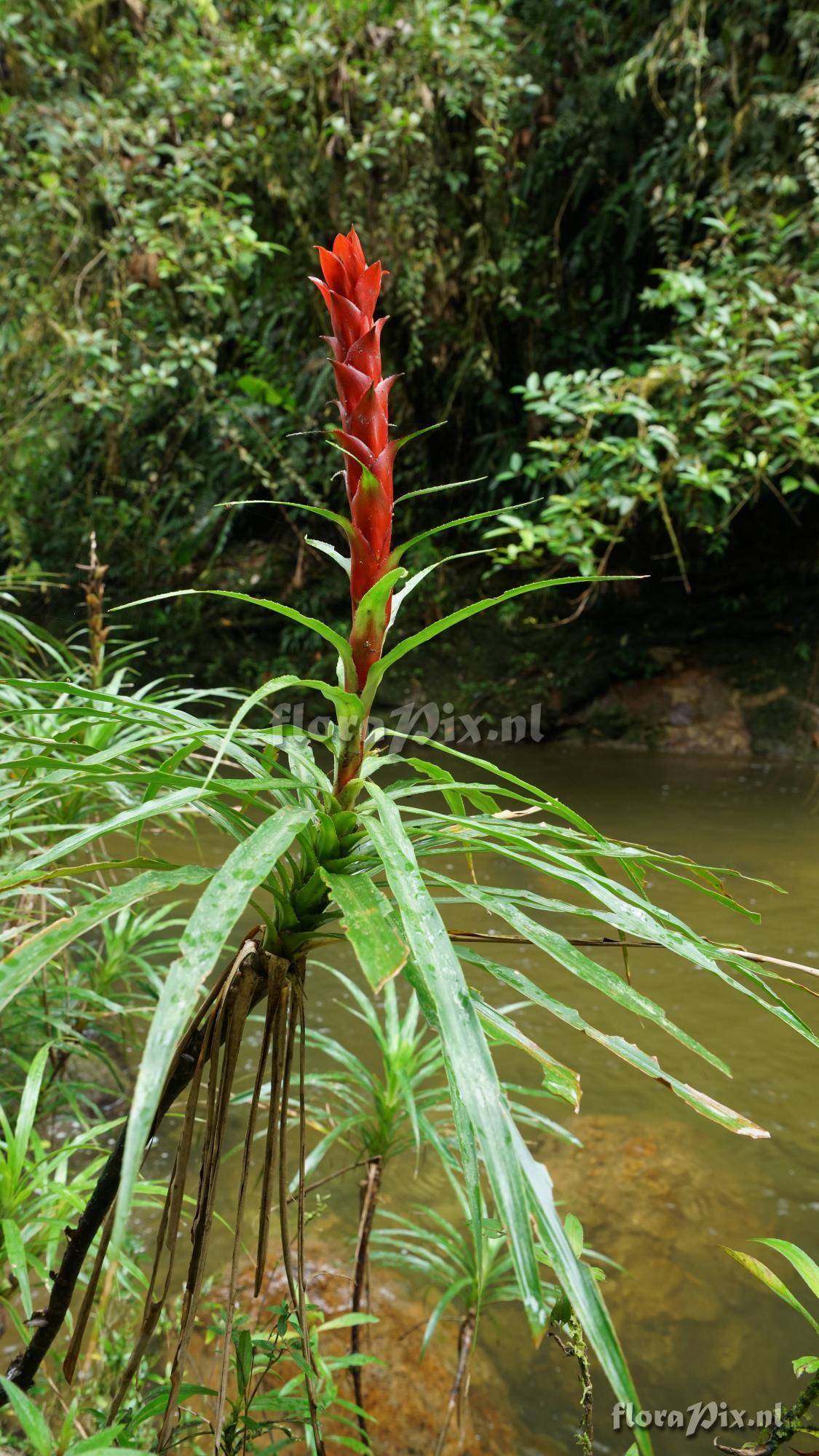 Pitcairnia aphelandriflora