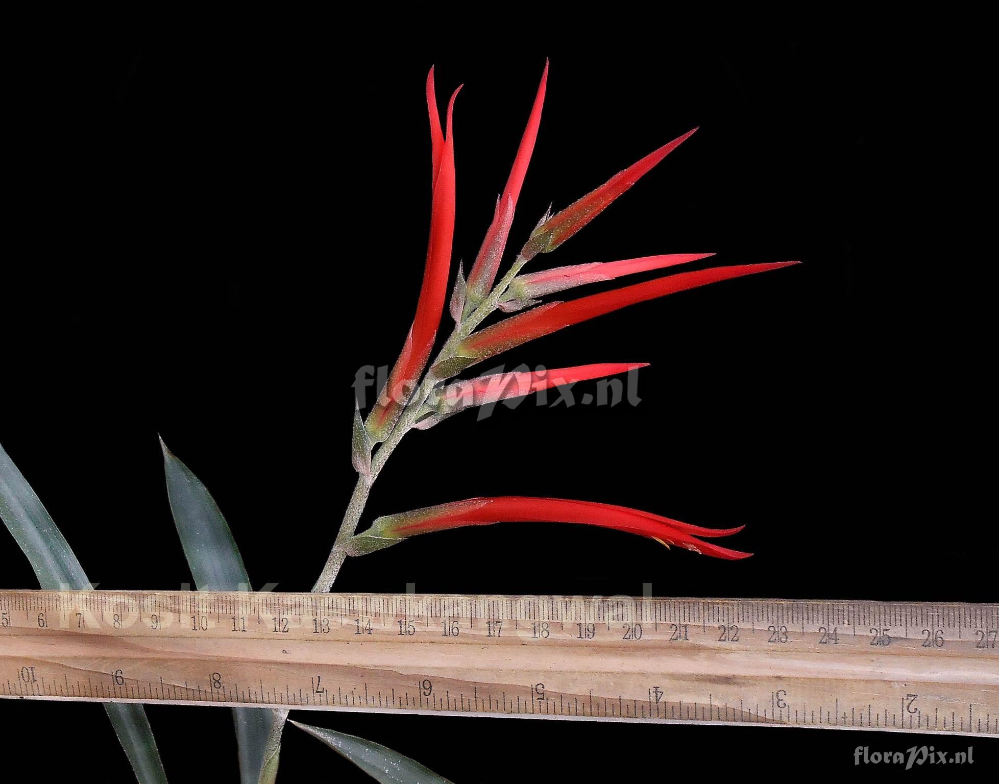 Pitcairnia riparia