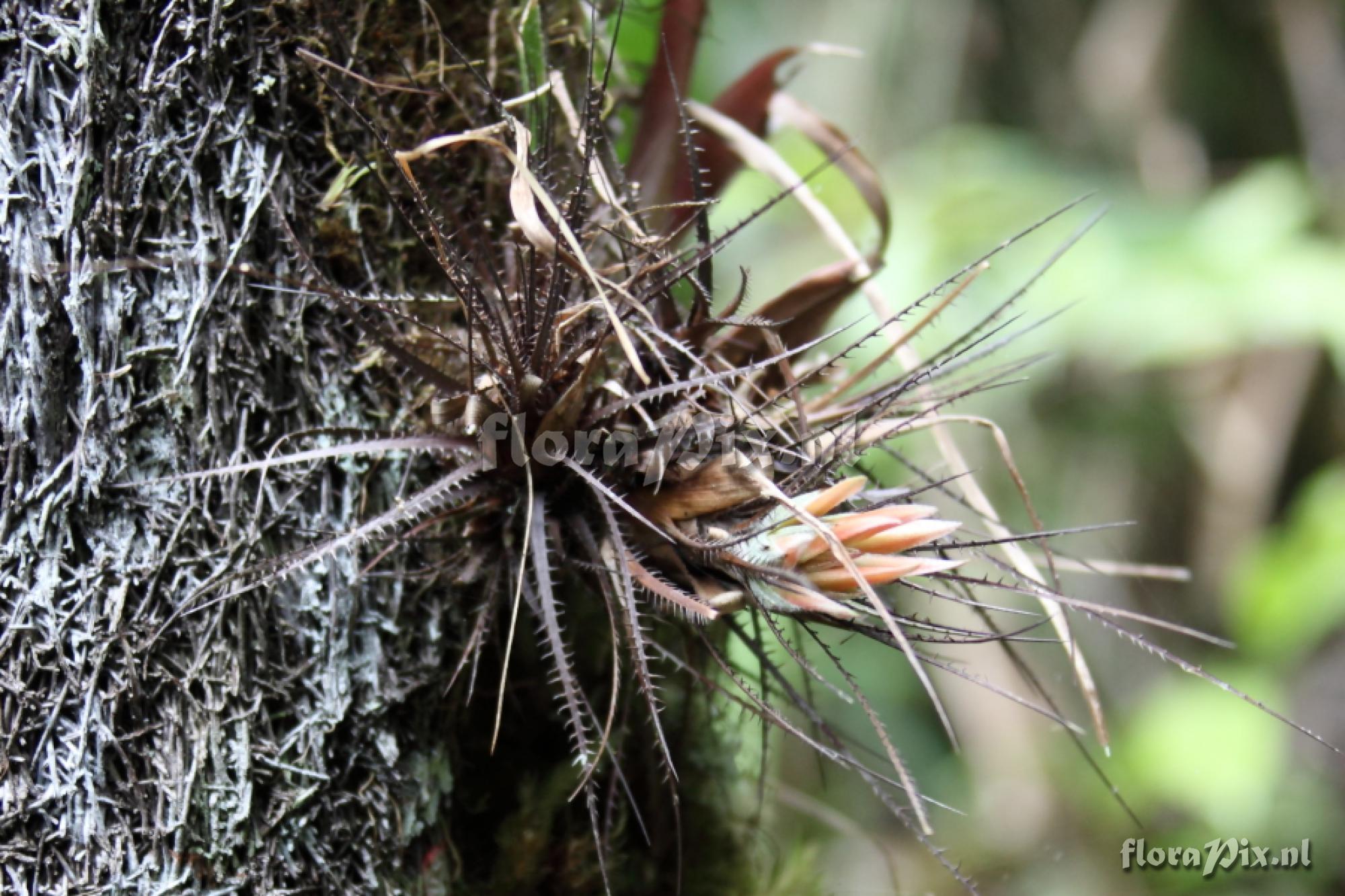 Pitcairnia heterophylla