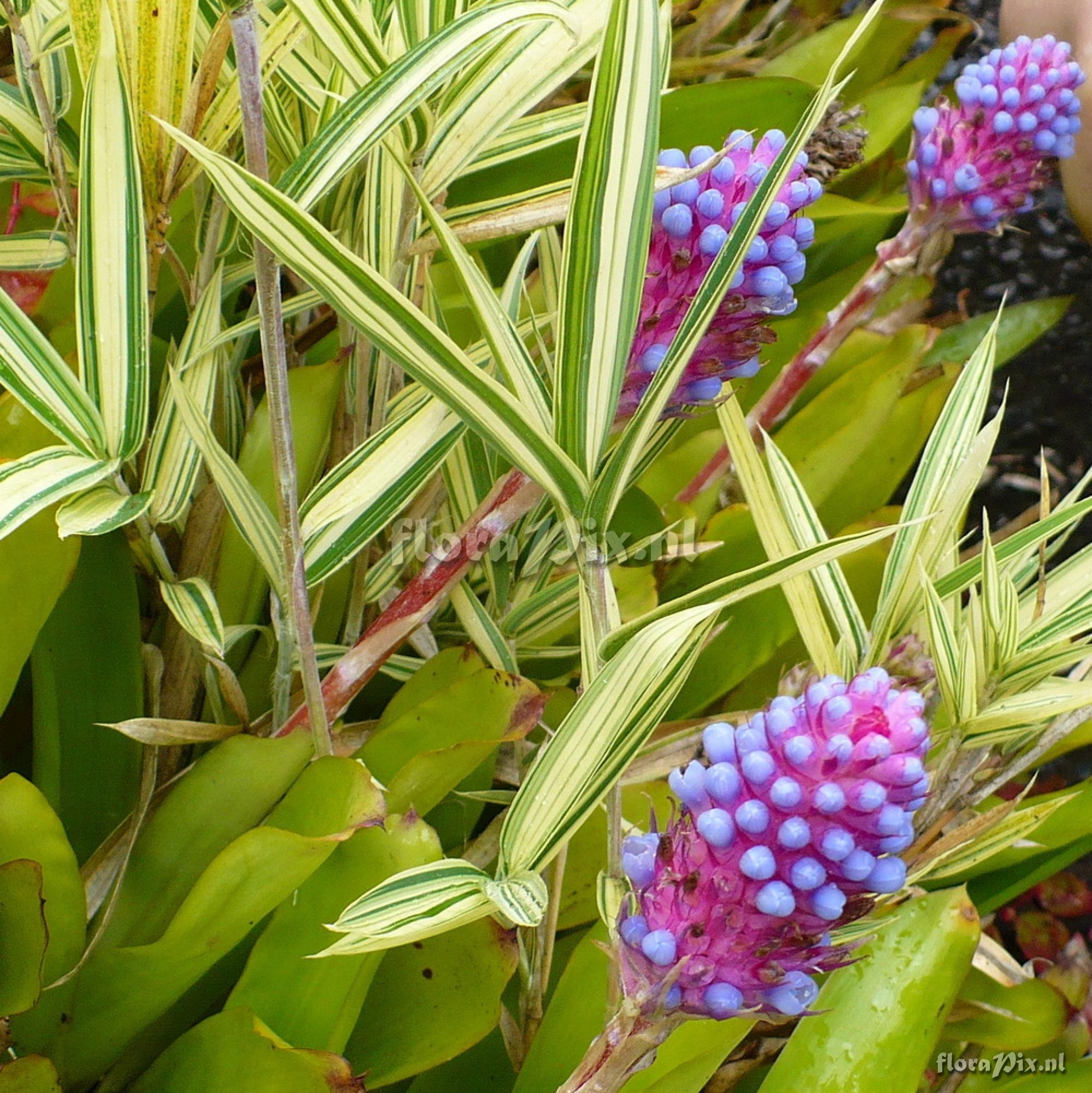 Aechmea cylindrata