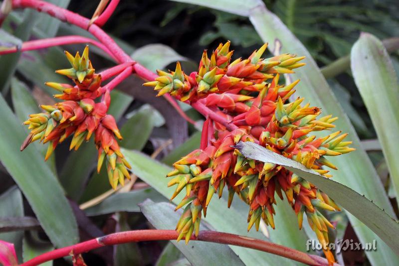 Aechmea mulfordii