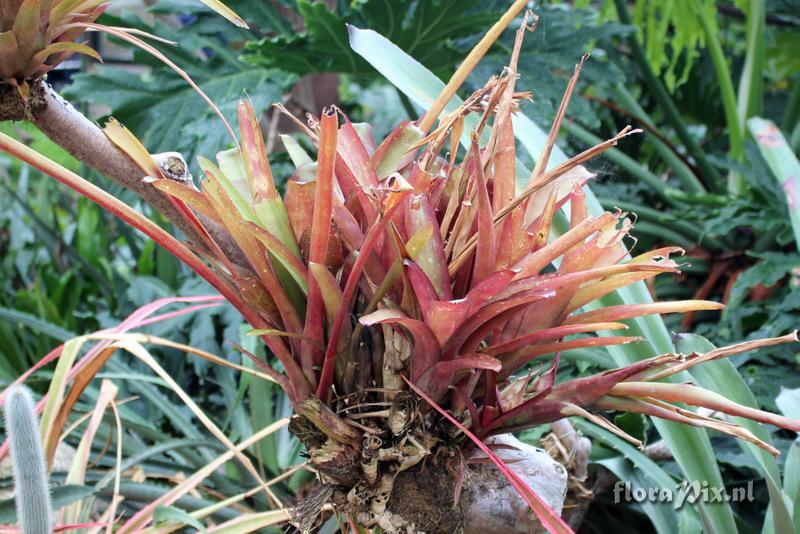 Aechmea pimenti-velosoi