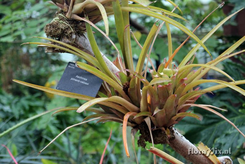 Aechmea pimenti-velosoi