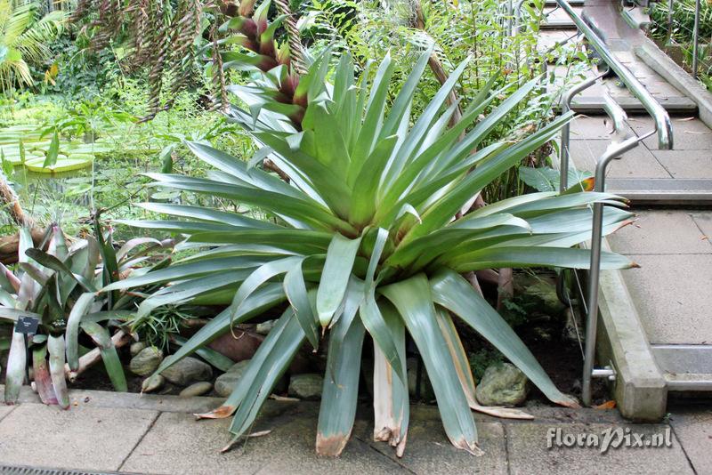 Alcantarea imperialis