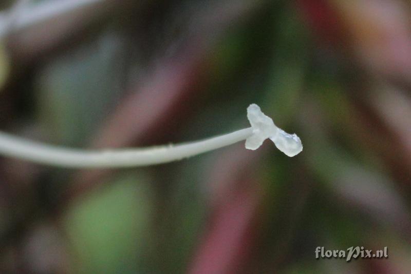 Alcantarea imperialis