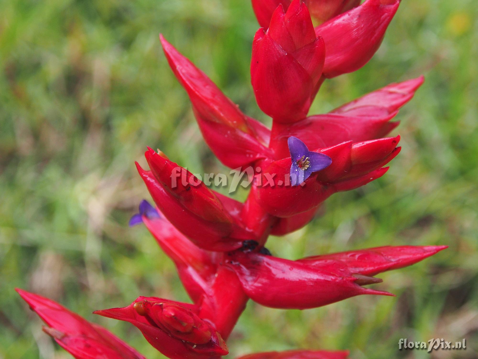 Tillandsia superba ???