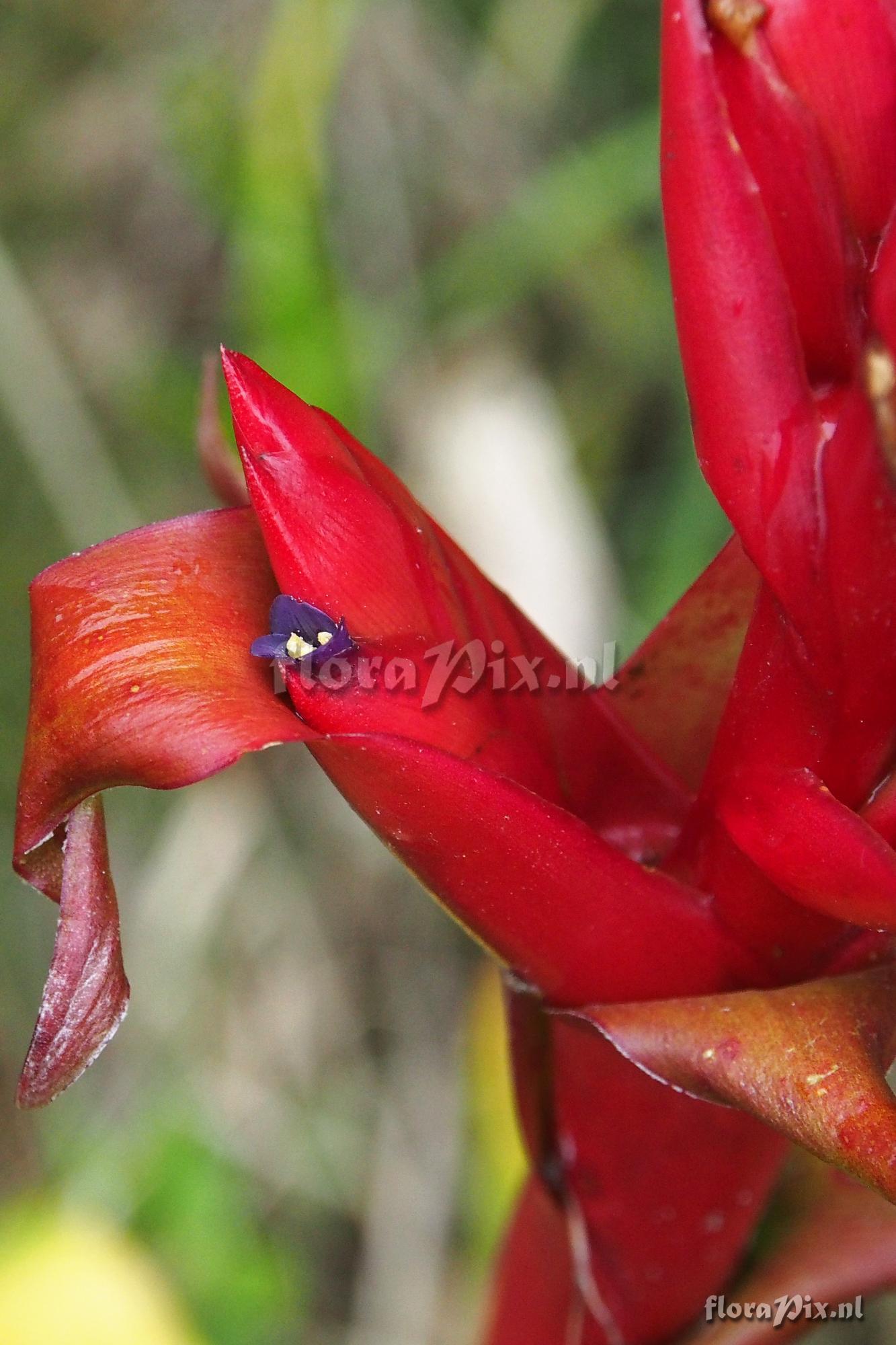 Tillandsia superba ???