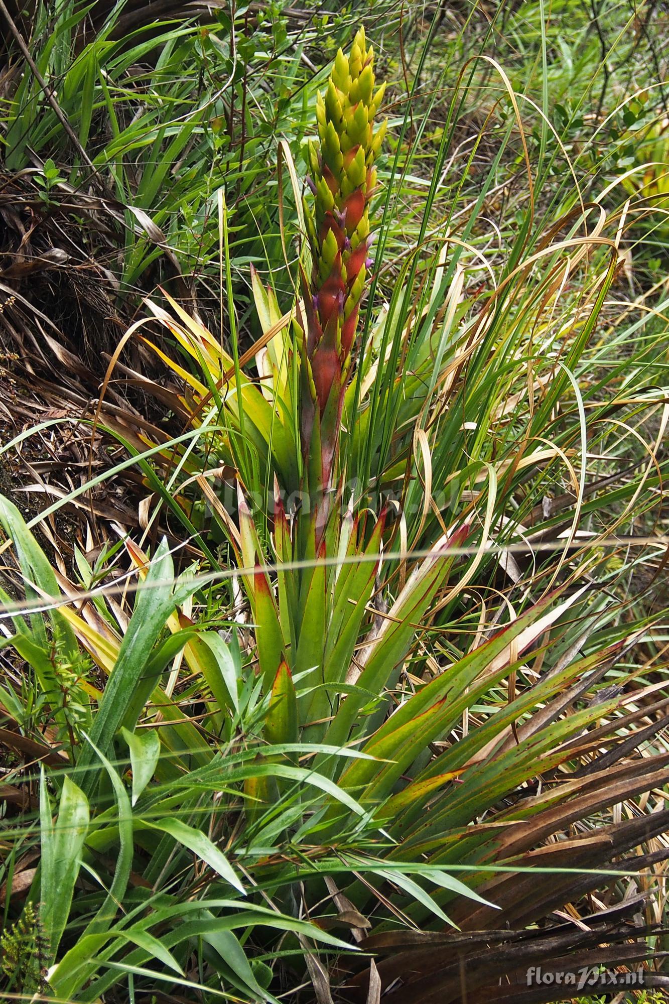 Tillandsia unknown