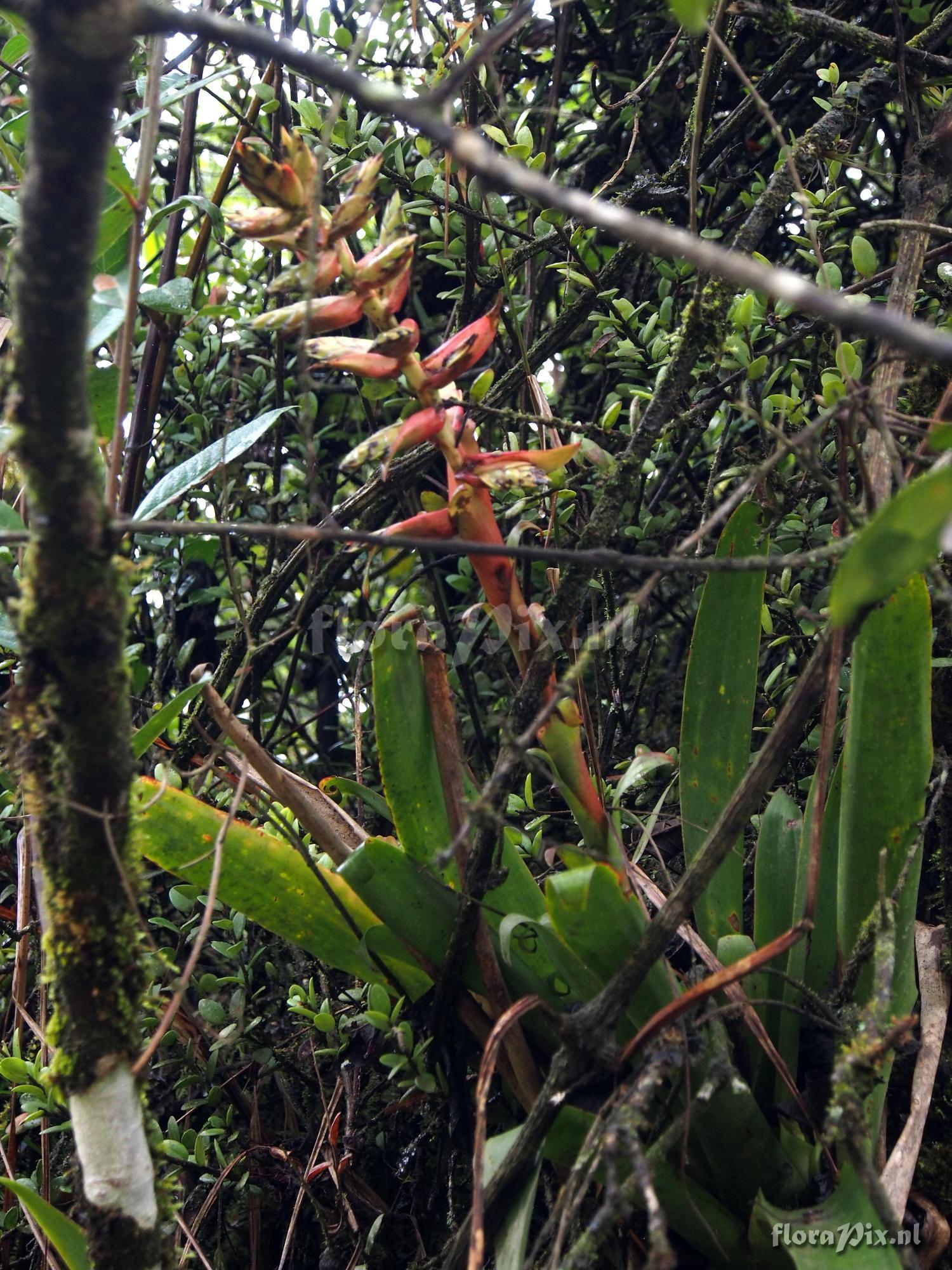 Tillandsia unknown2