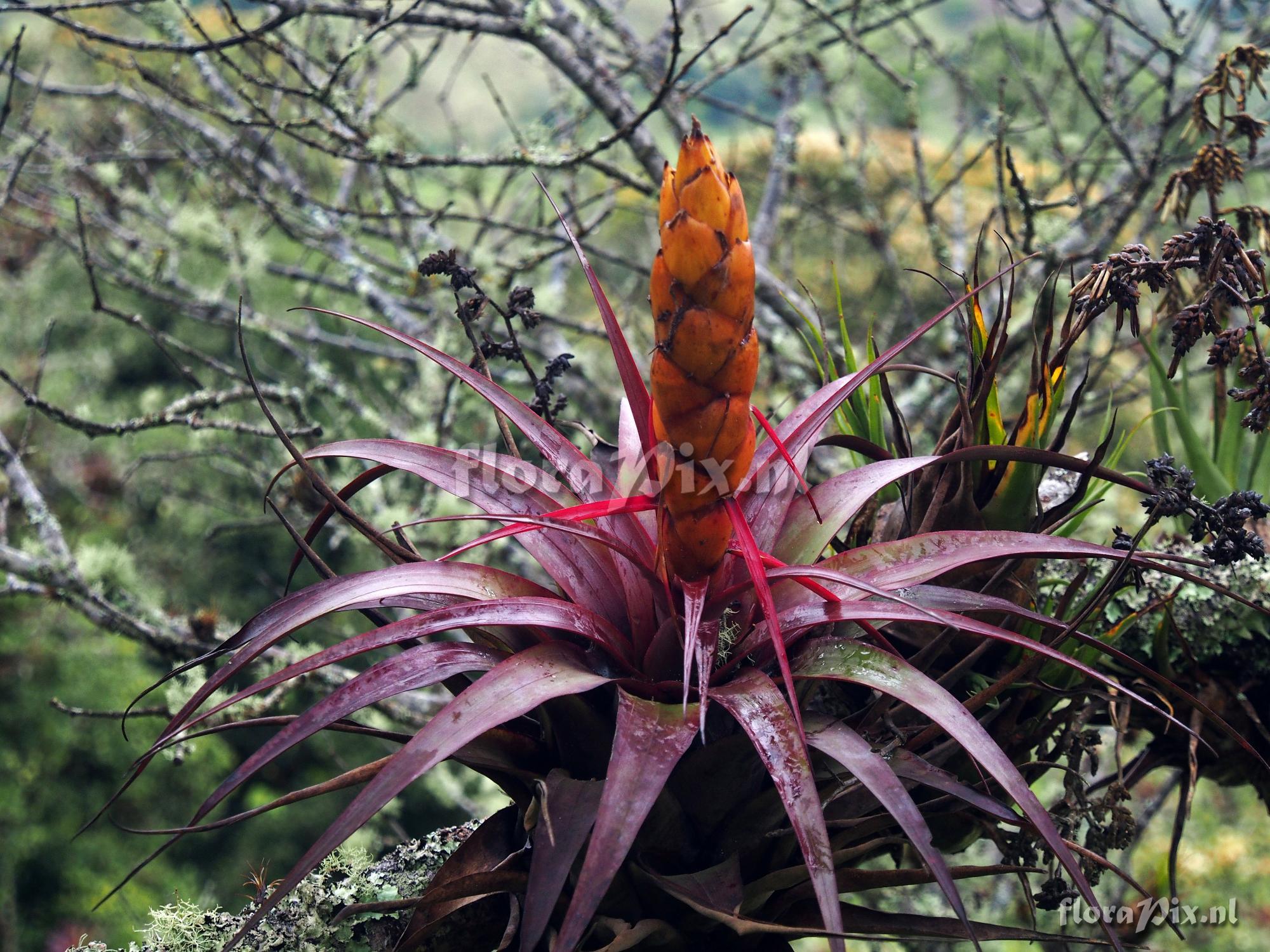 Tillandsia portillae